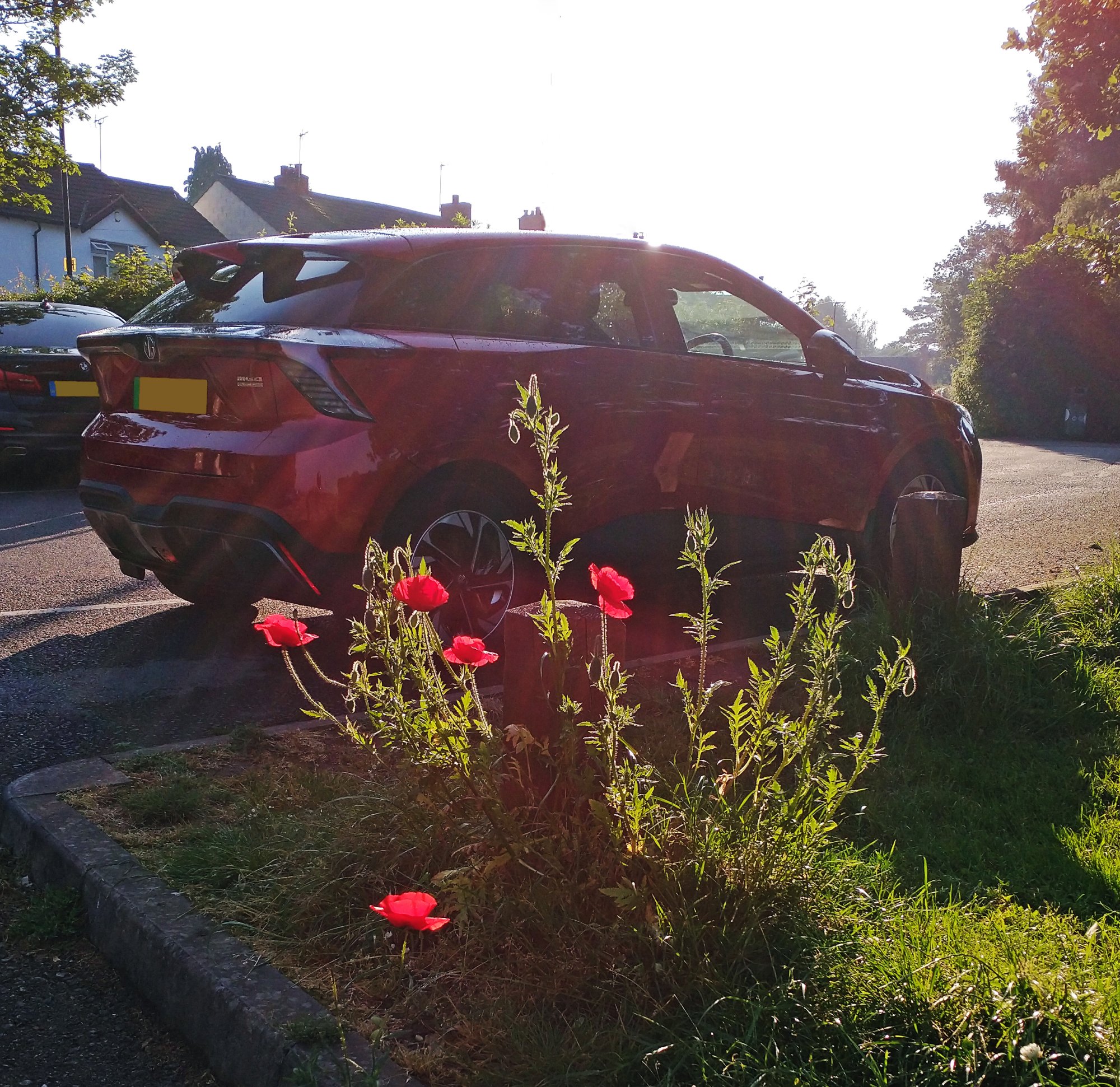 MG4 Poppies.jpg