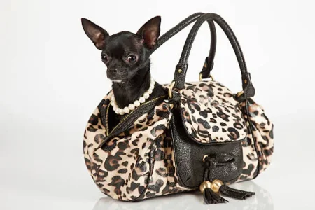 Dog.webp