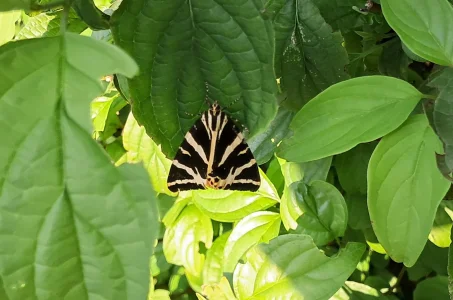 tigermoth.webp