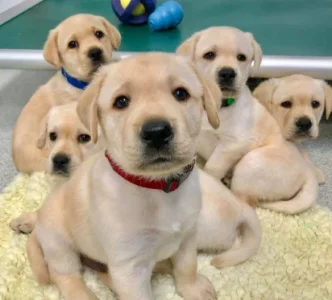 puppies.webp