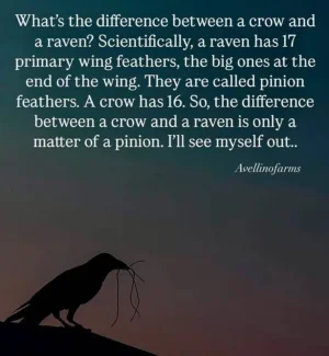 Difference between a Crow and a Raven.webp