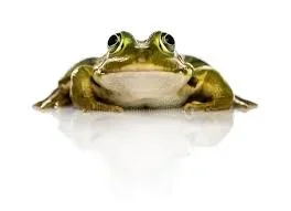 frog.webp