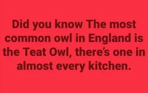 Teat Owl.webp