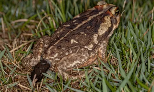 toad stool.webp