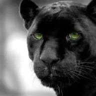 Panther
