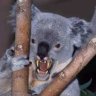 Drop Bear