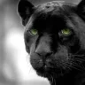 Panther