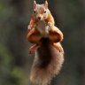 DaringSquirrel