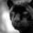 Panther