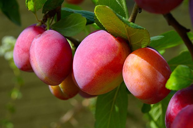 Victoria-Plum-Tree-1a01304.jpg
